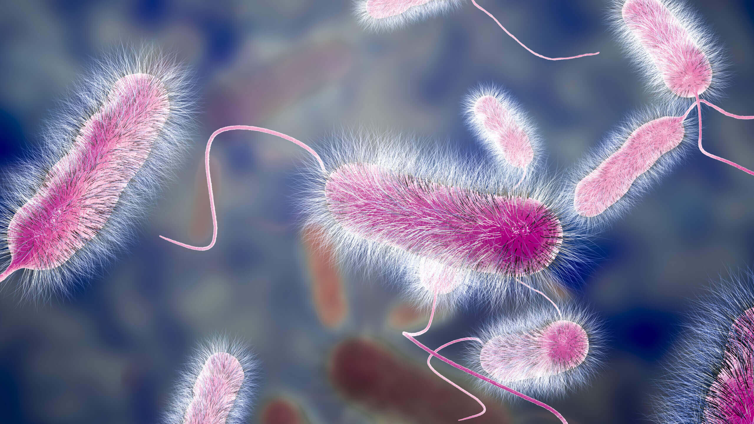 Legionella-bacterie 3D-illustratie