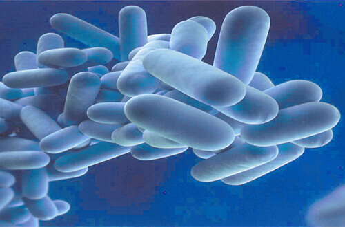 Legionella-bacterie blauwe 3D-illustratie
